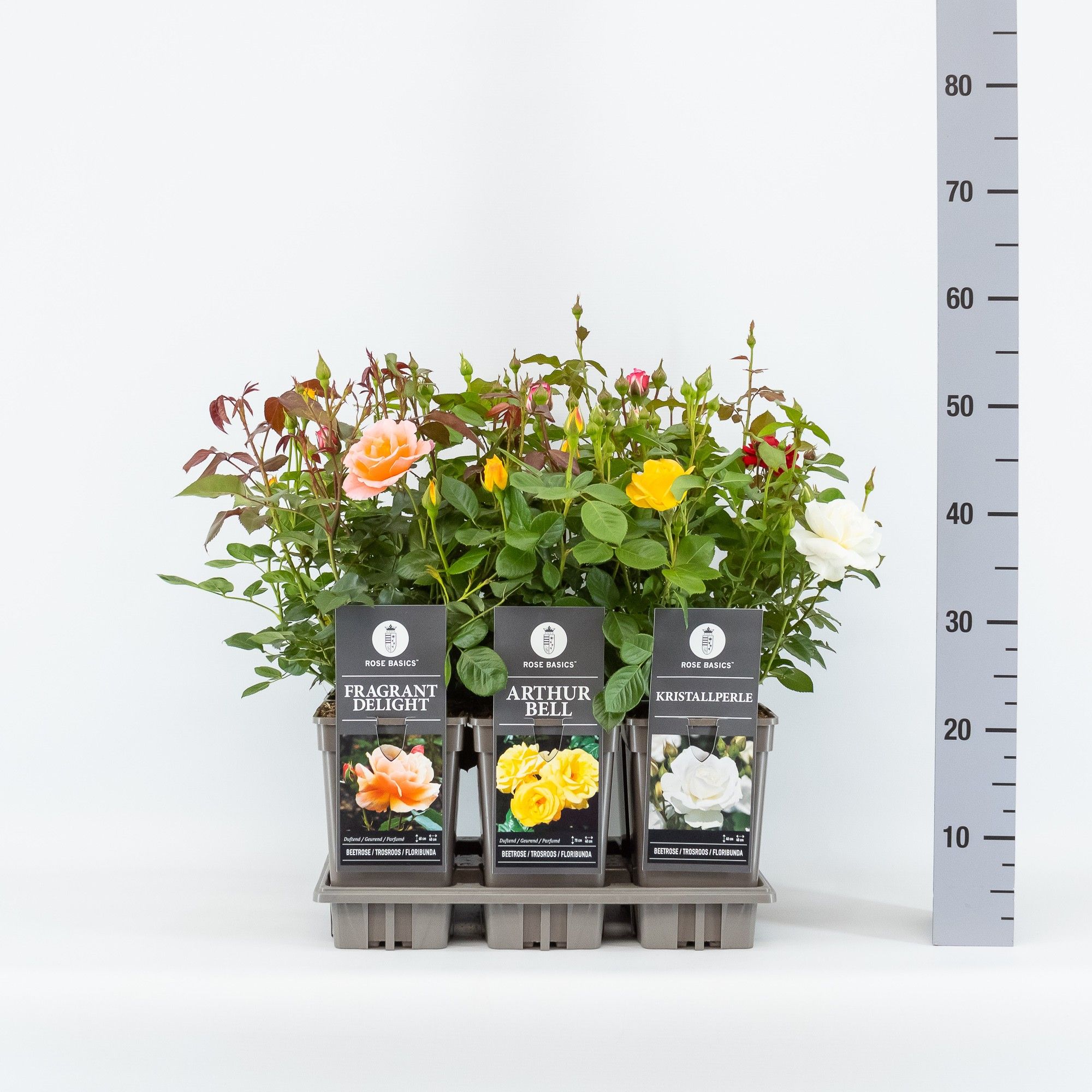 Rose Basics trosroos (F) mix, C3, D 17