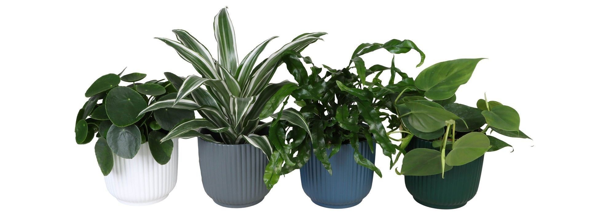 L 67320 with Green Mix 12 cm, D 12