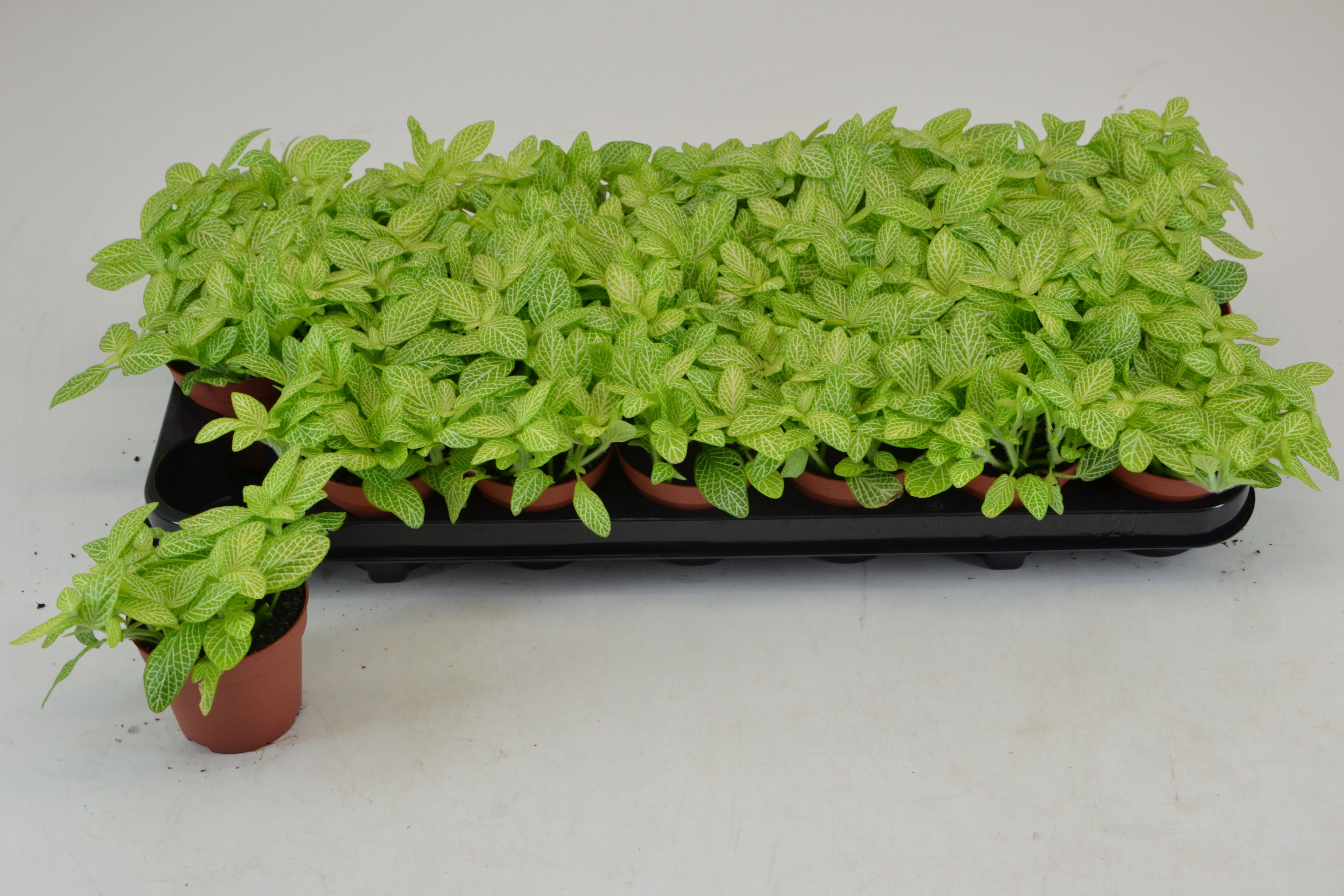 FITTONIA MINI LEMON 8,5 CM, D 8,5