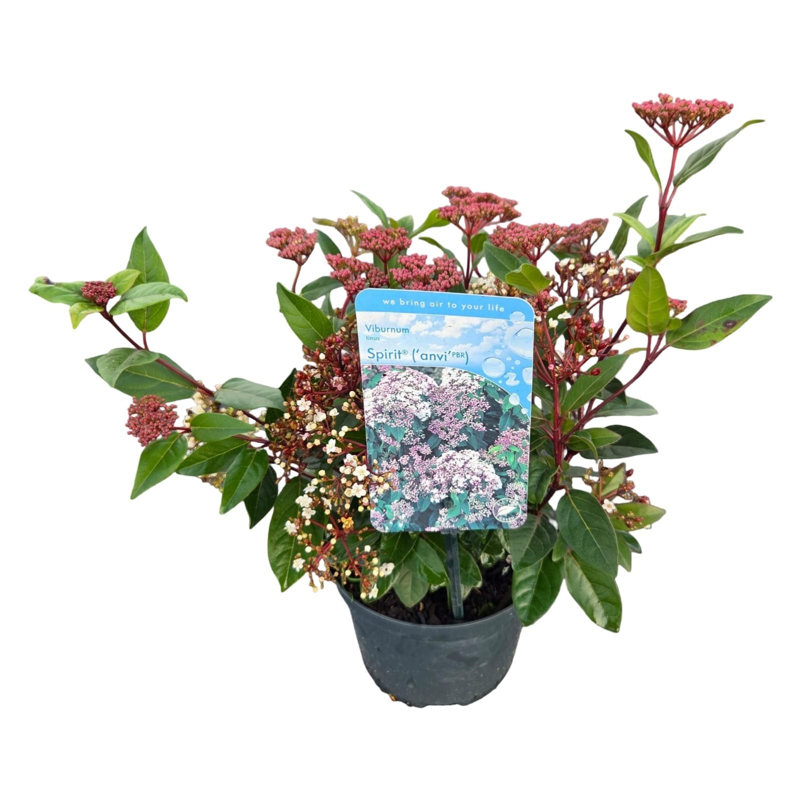 Viburnum tinus 'Spirit' ®, D 17
