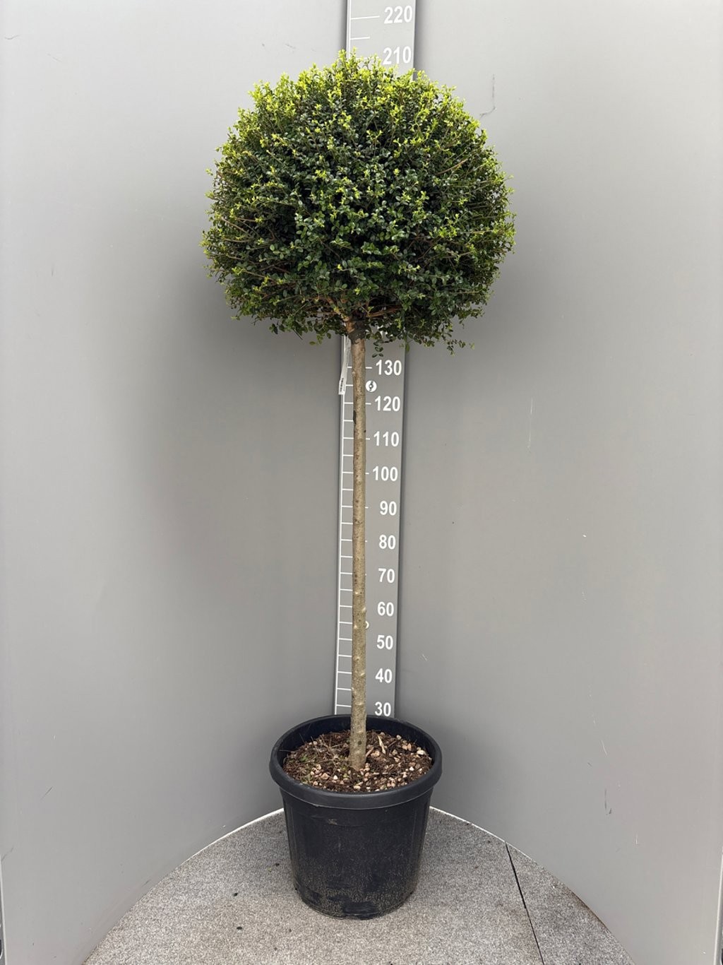 Ligustrum delavayanum 120st, D 38