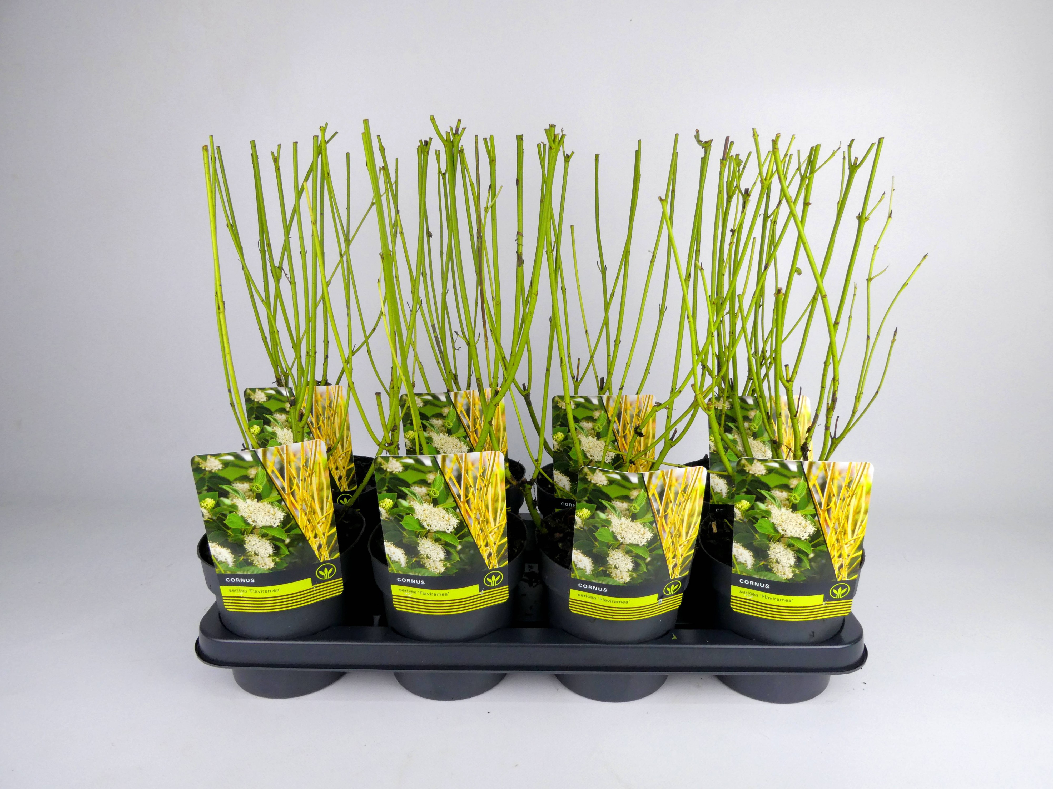 Cornus 'Flaviramea', D 14