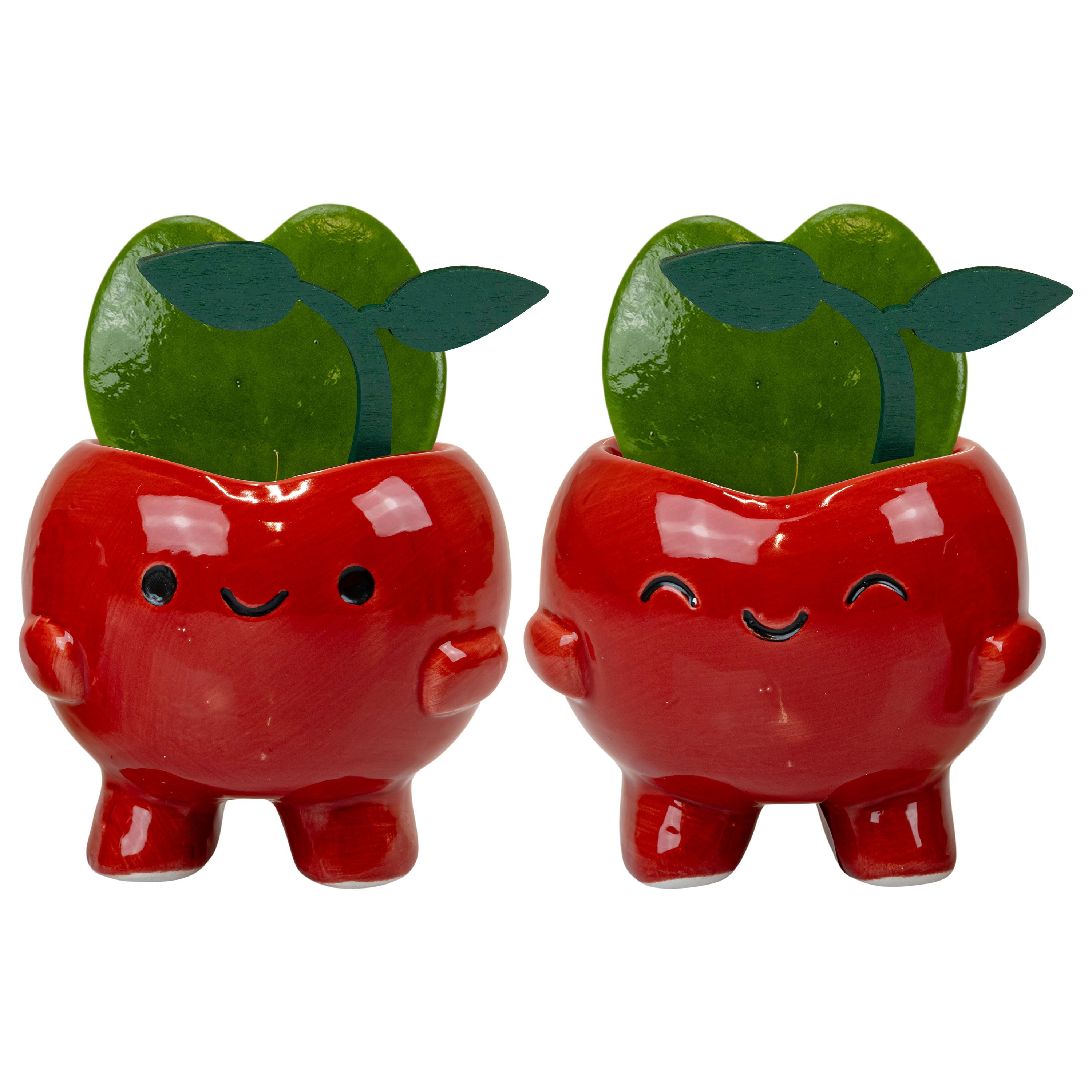 Cherry Pals with Hoya Kerrii, D 6