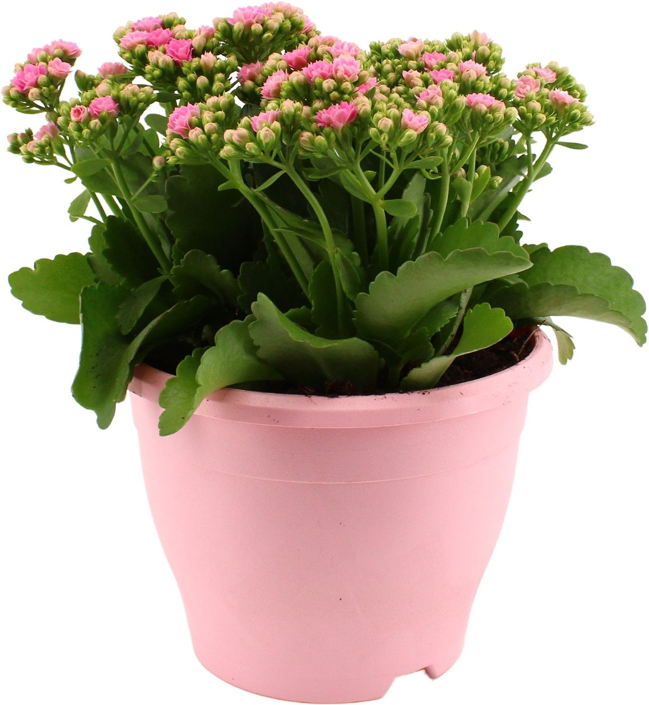 Hello Summer Kalanchoe Blossfeldiana in 19 cm Terras pot Roze, D 19