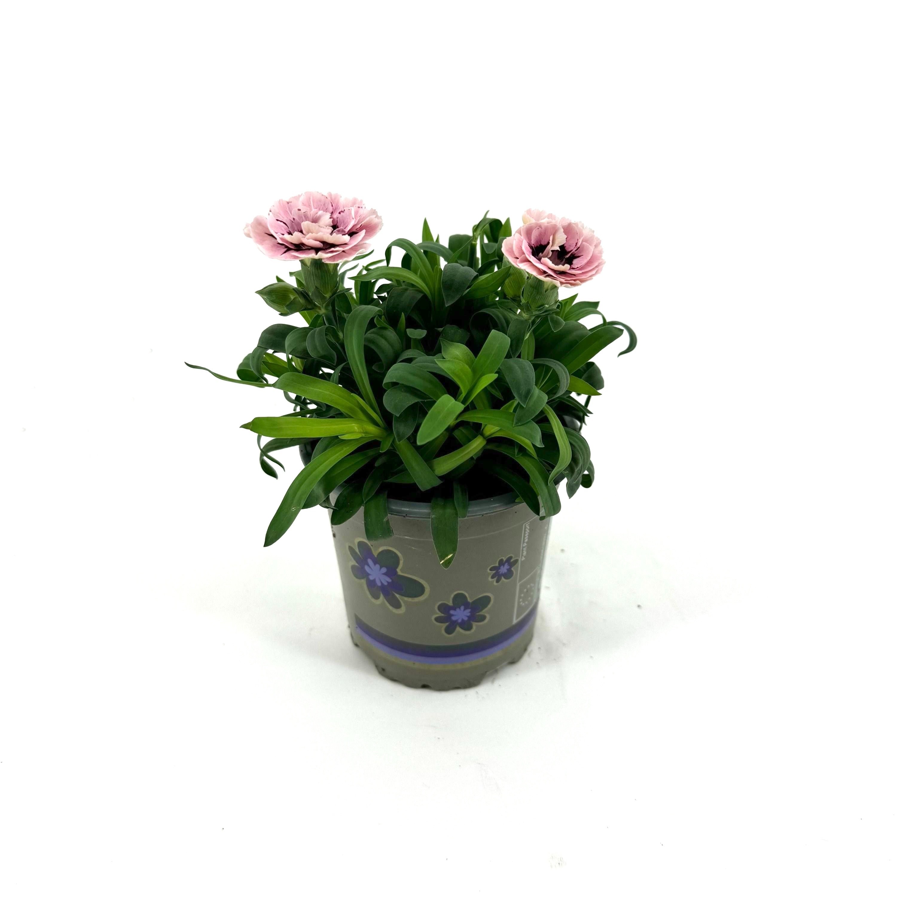 Dianthus 'Oscar' Purple Star, D 11