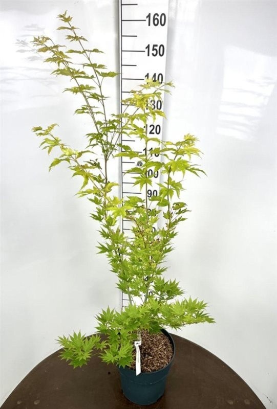 Acer shirasawanum 'Jordan', D 32