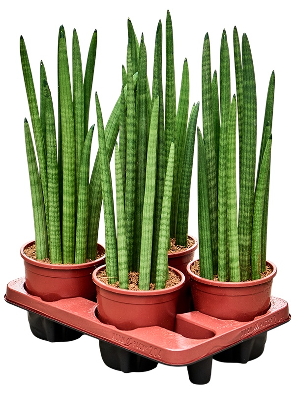 Sansevieria cylindrica 'Tower' 4/tray, D 14