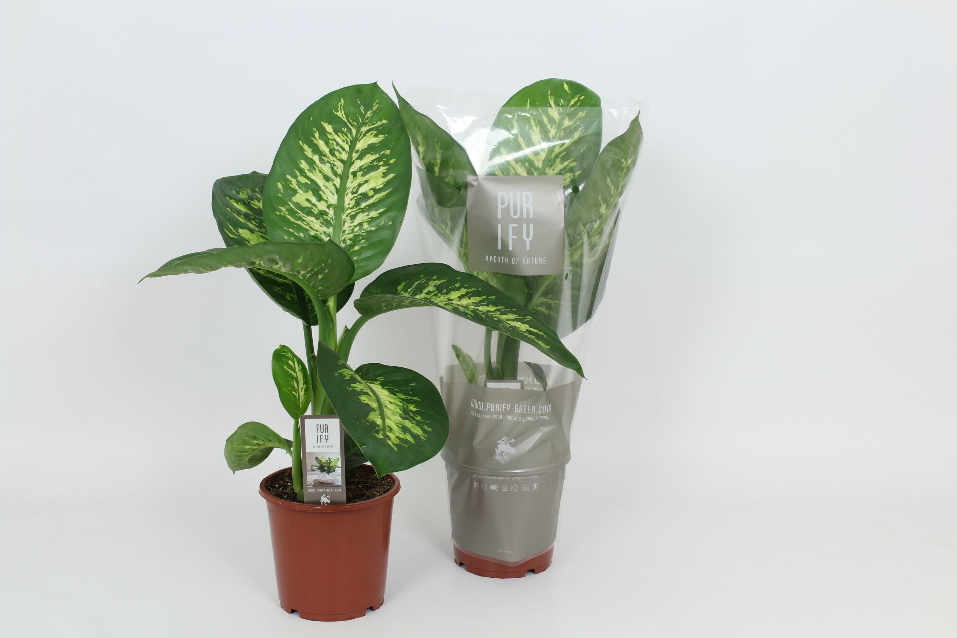 Purify Dieffenbachia Tropic Snow 17 cm, D 17 cm Purify Dieffenbachia Tropic Snow 17 cm, D 17 cm