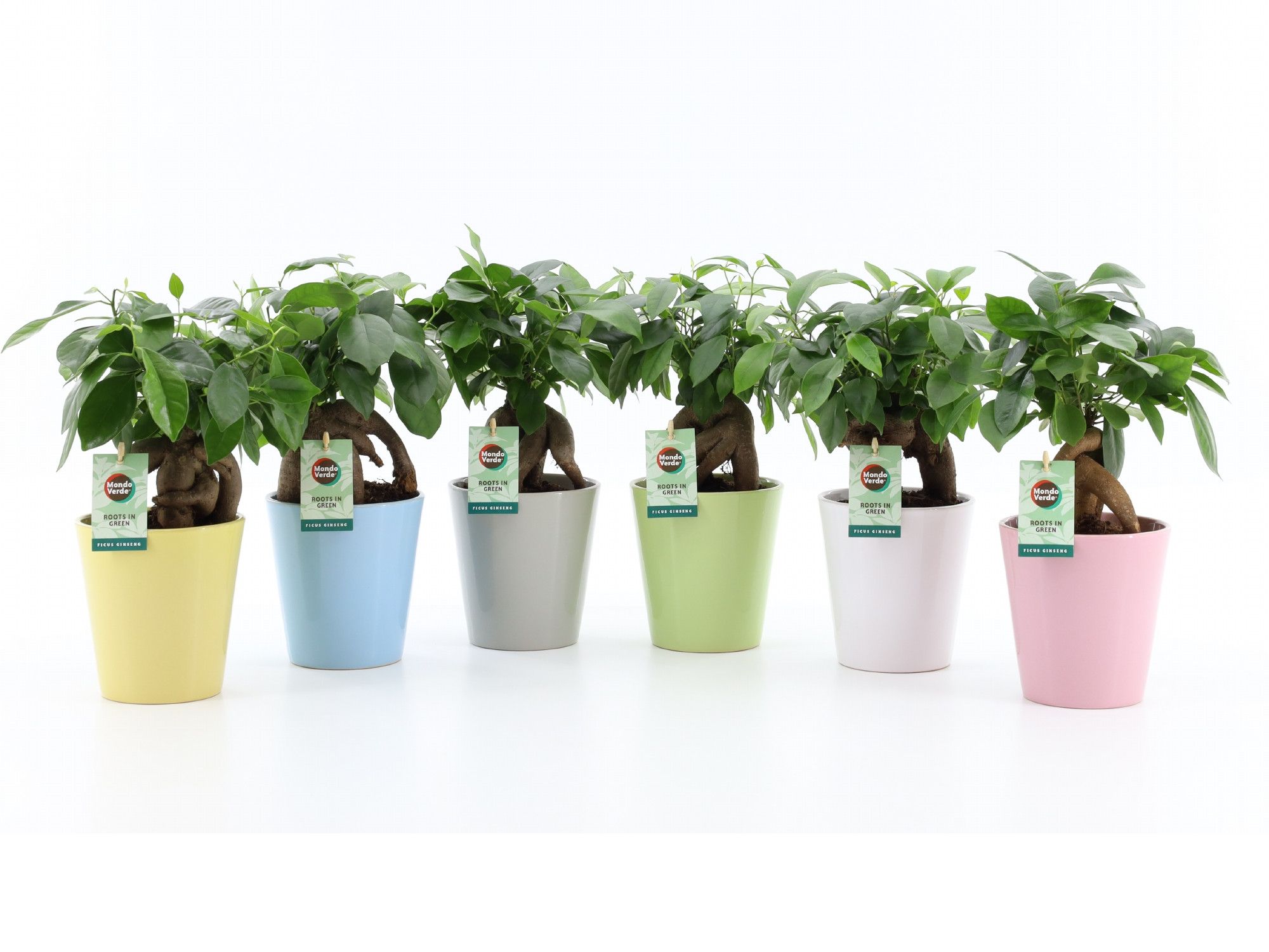 Ficus microcarpa Retusa in Pastel keramiek, D 13