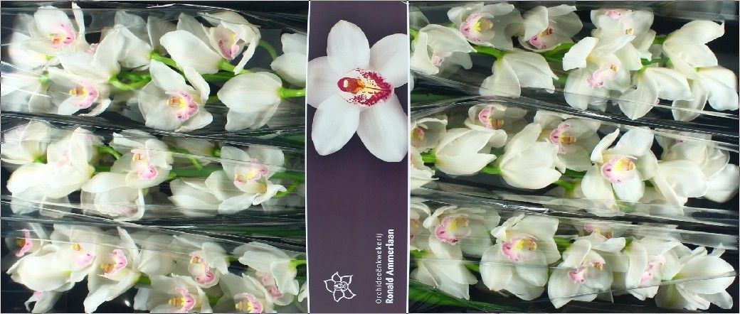 Цимбидиум Килиманджаро x6 80, шт.