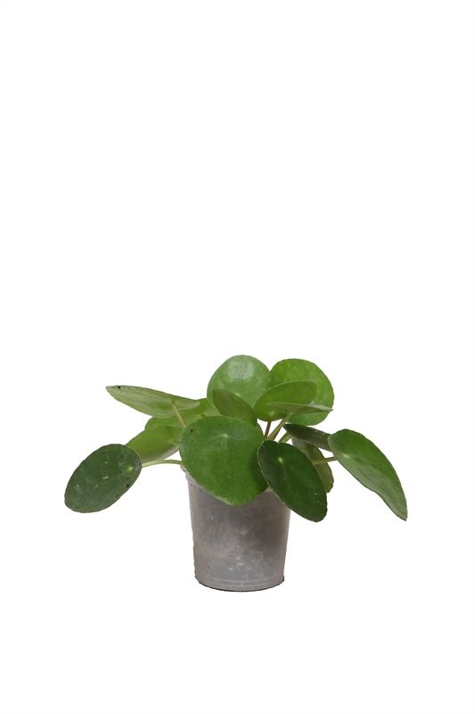 Pilea p06 peperomioides, D 6