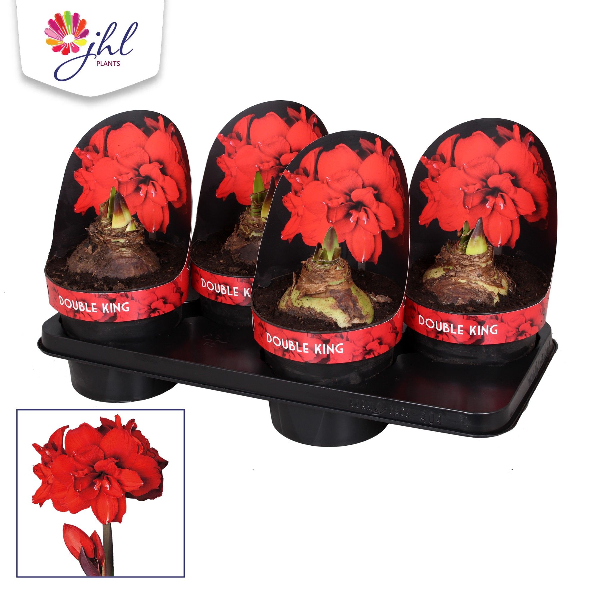 Amaryllis DUBBEL KING, D 17 cm Amaryllis DUBBEL KING, D 17 cm