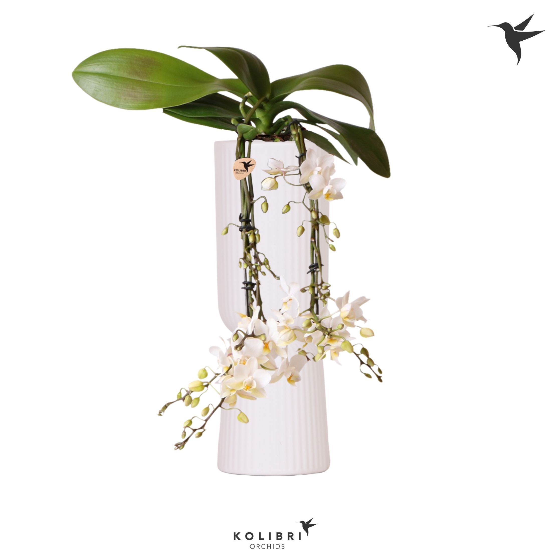 Kolibri Orchids Phalaenopsis Victoria Fall in Diabolo fall white, D 9