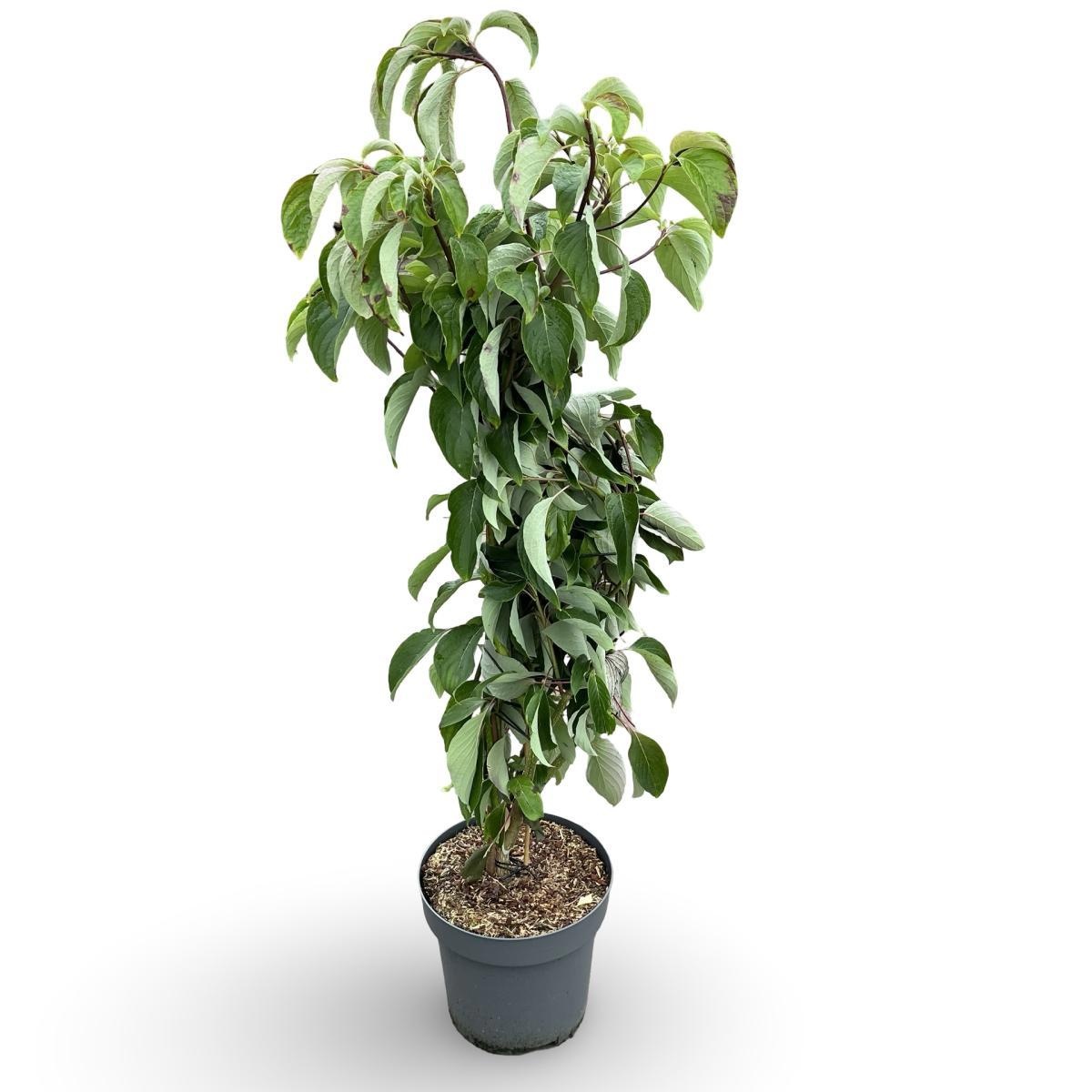 Cornus controversa 'Pagoda', D 32 cm