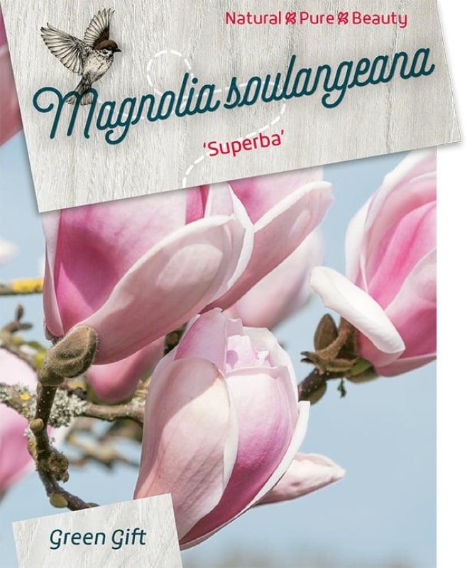 Magnolia soul. 'Superba', D 23