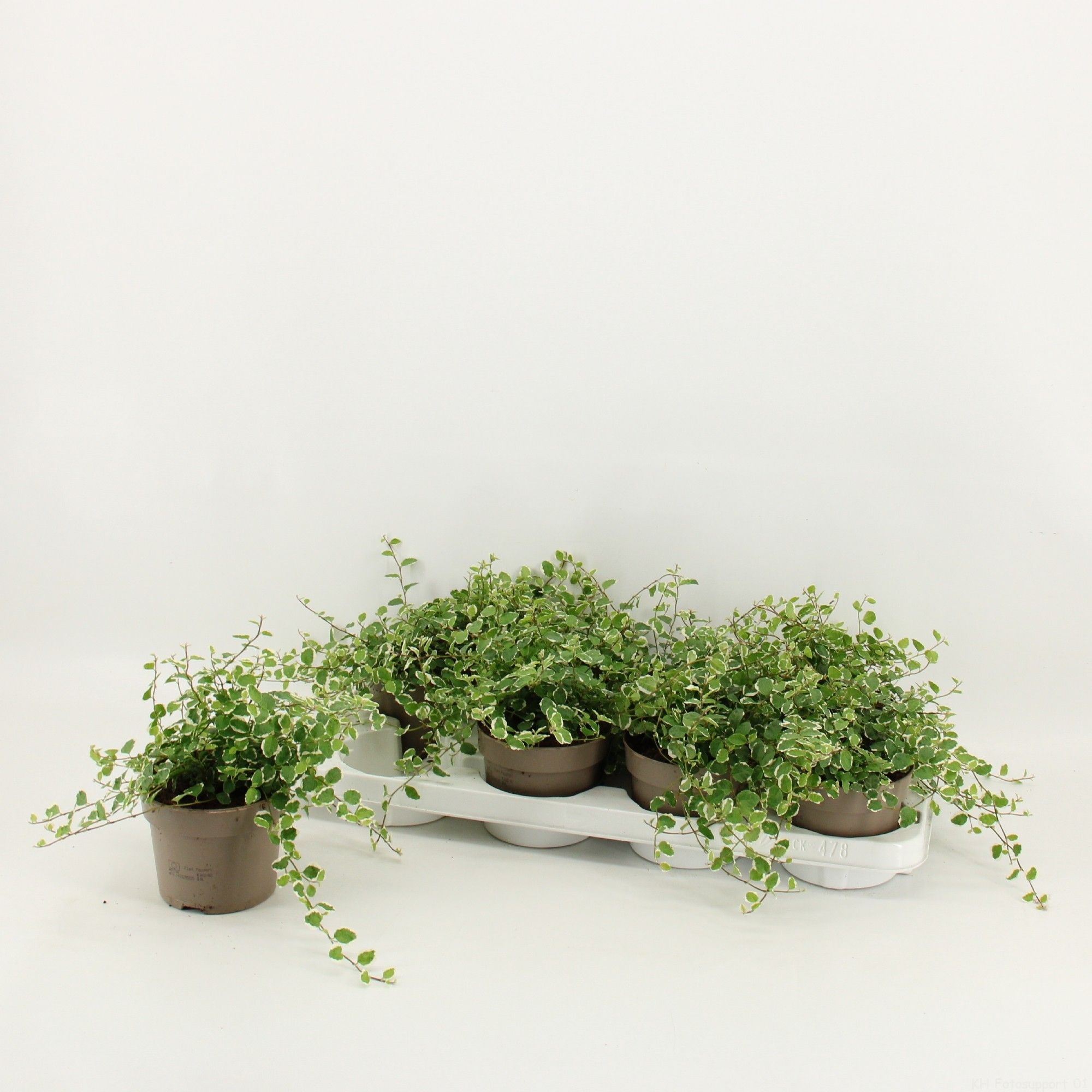 Ficus Pumila 12cm 'White Sunny', D 12 cm