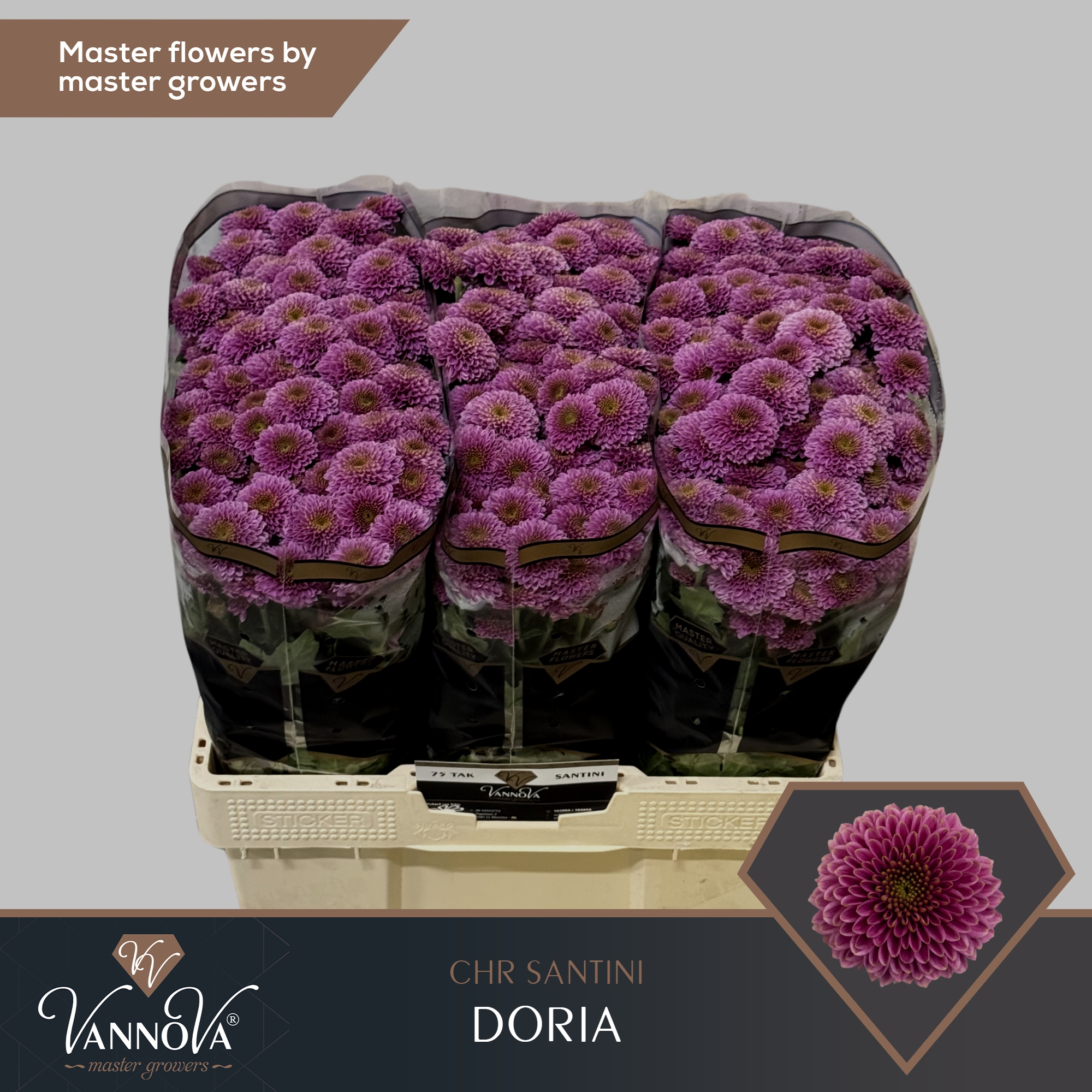 Сантини Дориа, шт.