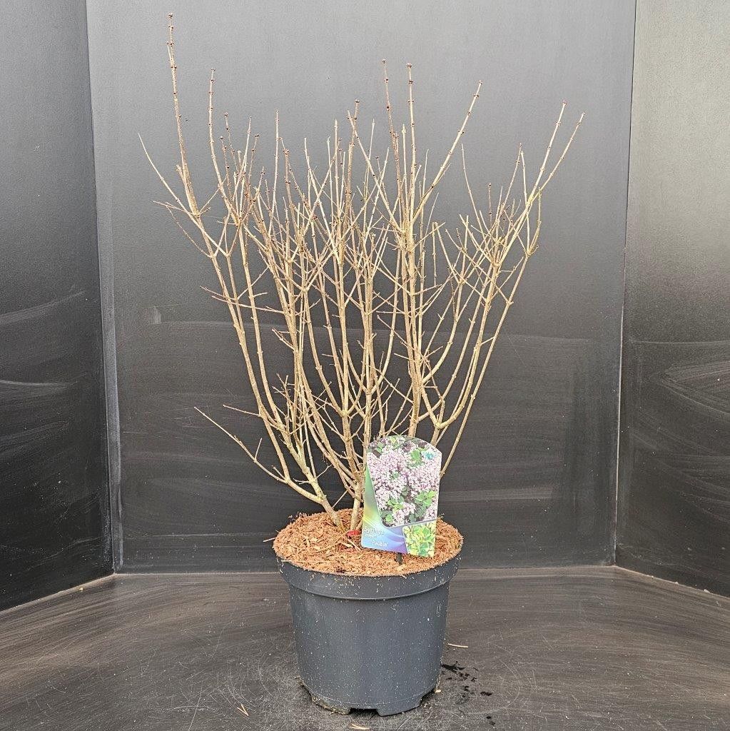 Syringa meyeri Palibin, D 26 cm Syringa meyeri Palibin, D 26 cm