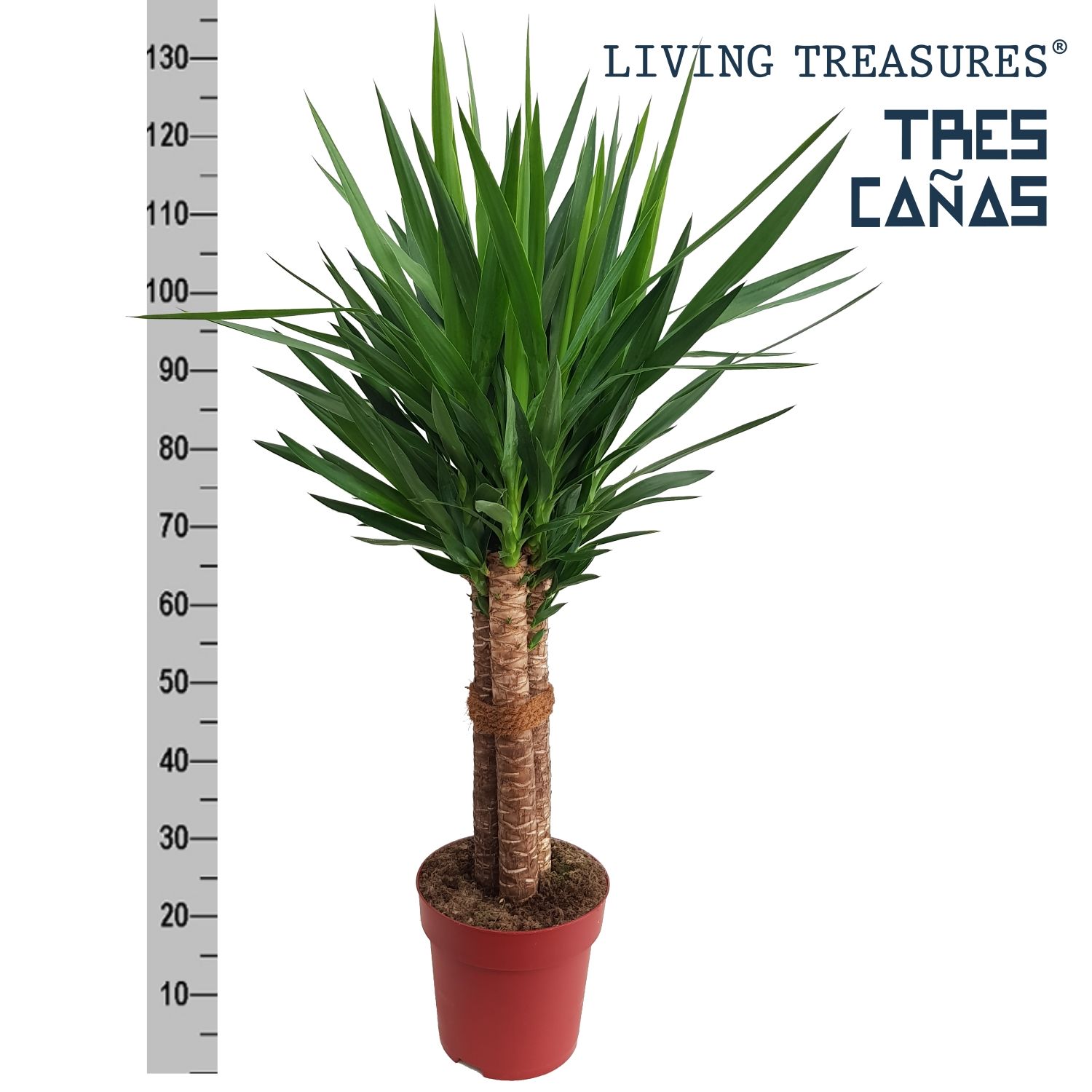 Yucca "Tres Cañas" 60stam P27, D 27