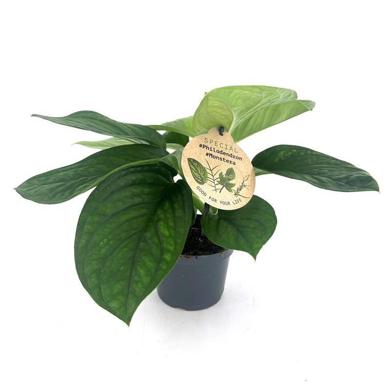 MONSTERA HYBRID H1992 'Pinnatipartita', D 12 cm
