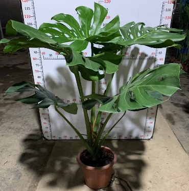 Монстера 30 110