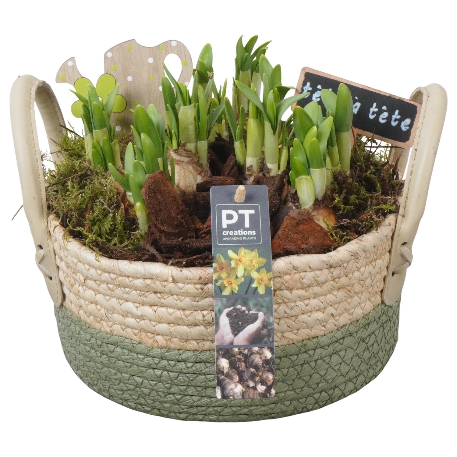 PTN8627 Arrangement Narcissus in rieten mand, D 21
