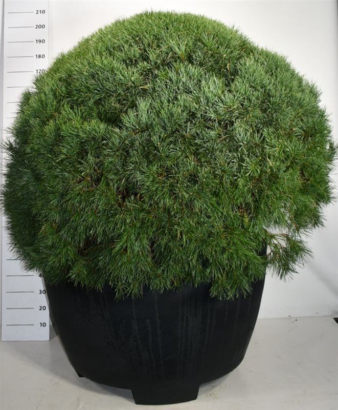 Pinus sylvestris 'Watereri', D 100