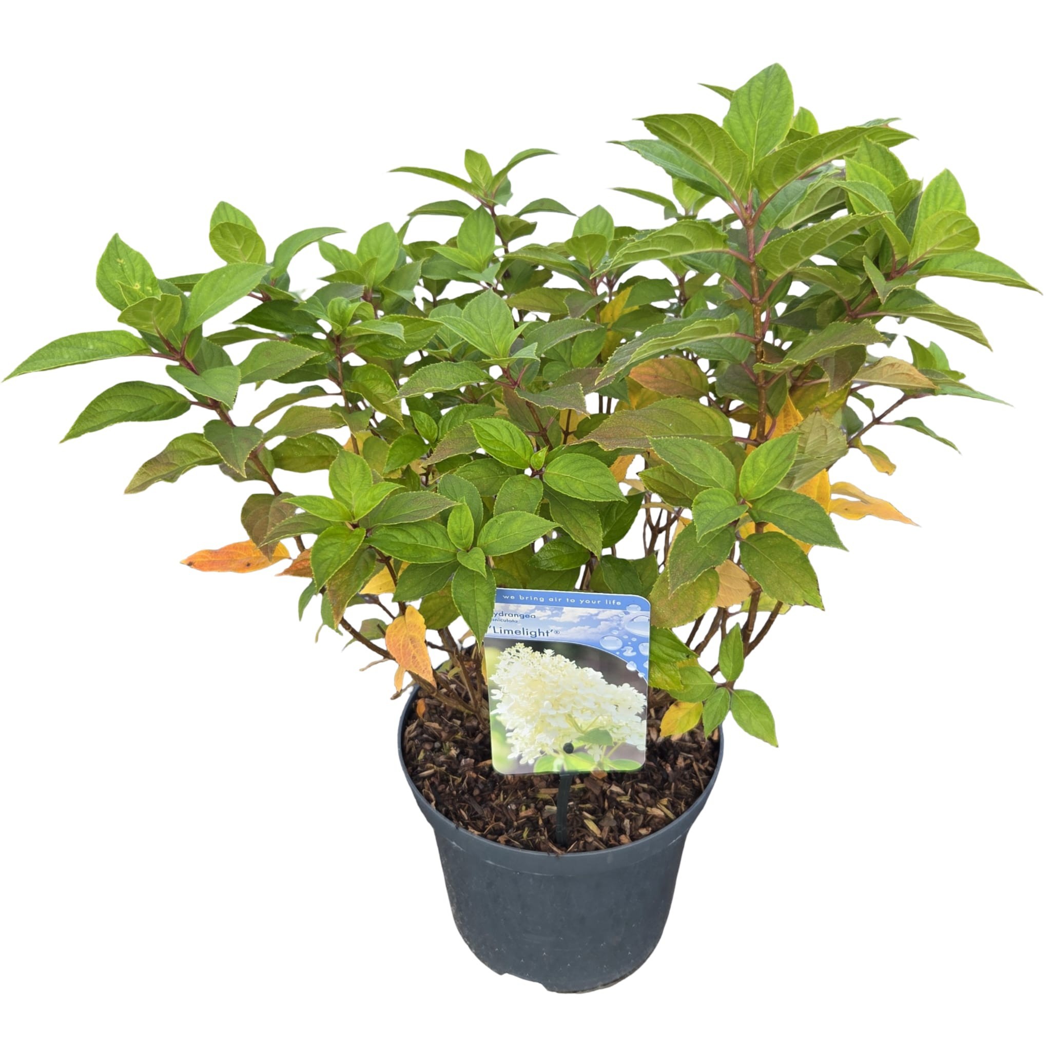 Hydrangea pan. 'Limelight', D 23 cm