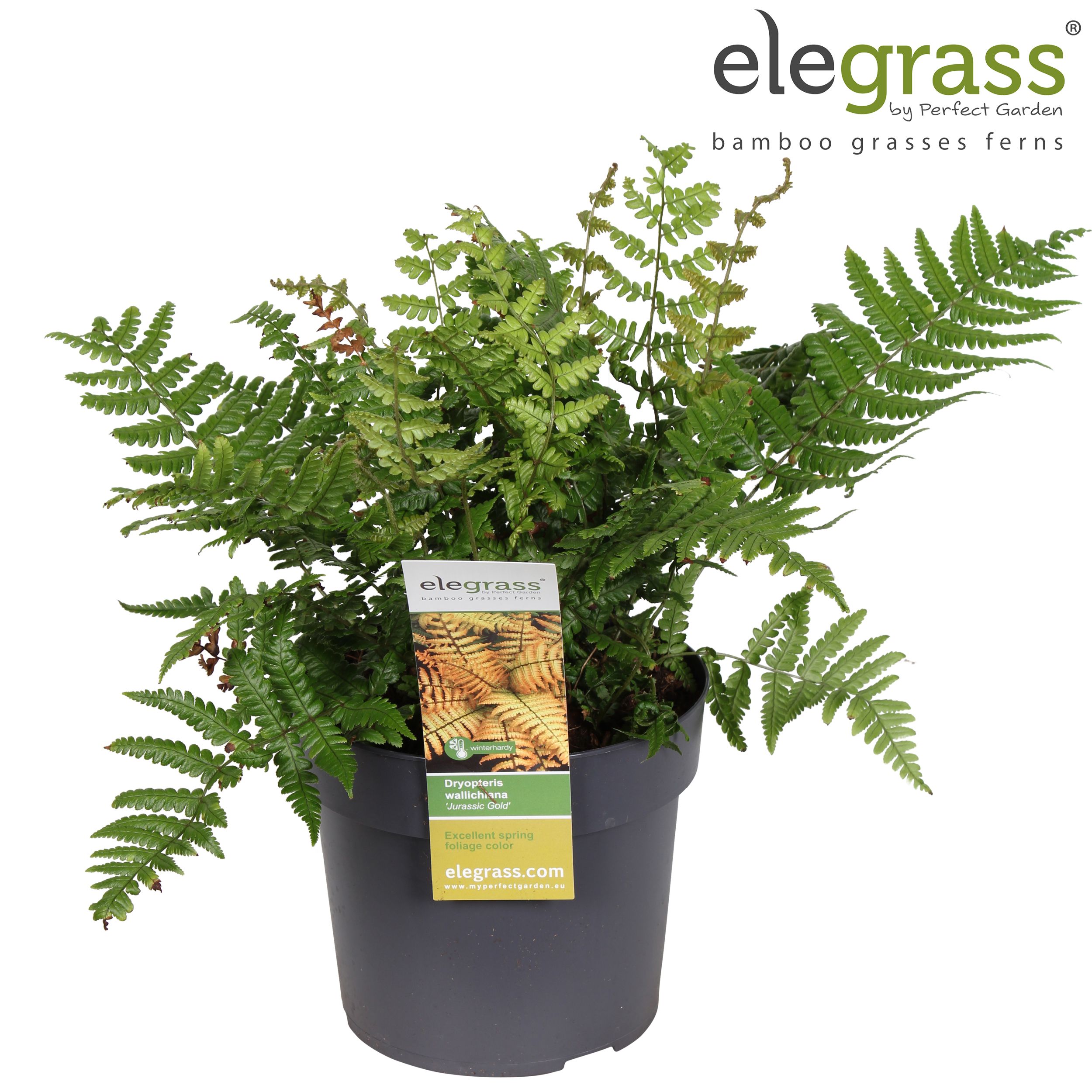 Dryopteris 'Jurassic Gold' P19, D 19