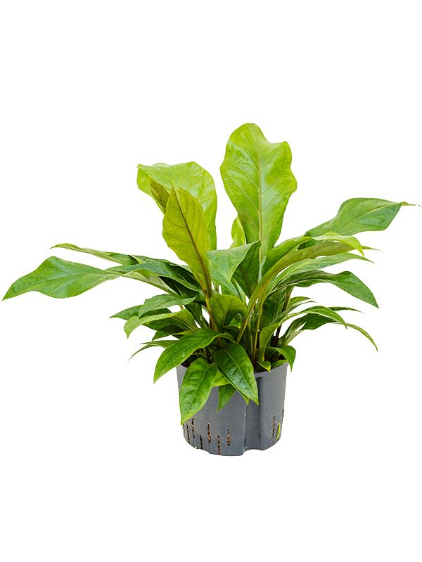 Anthurium ellipticum 'Jungle bush', D 25