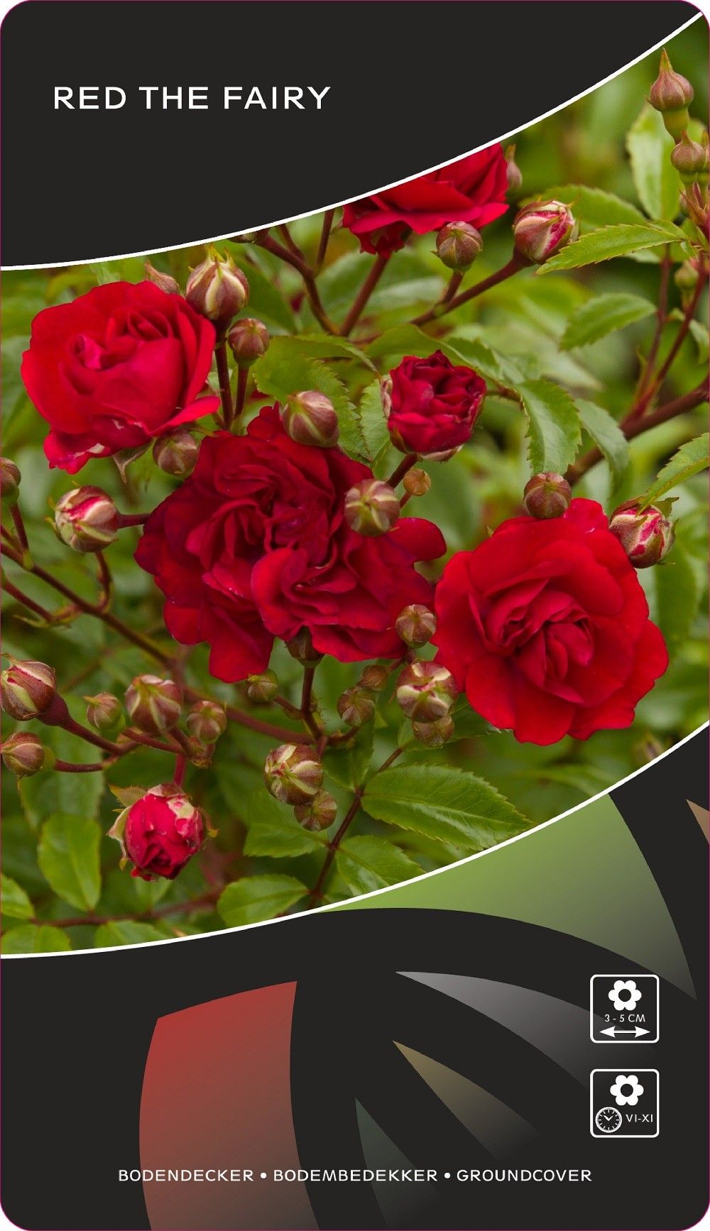 Rosa (M) Red The Fairy, D 17