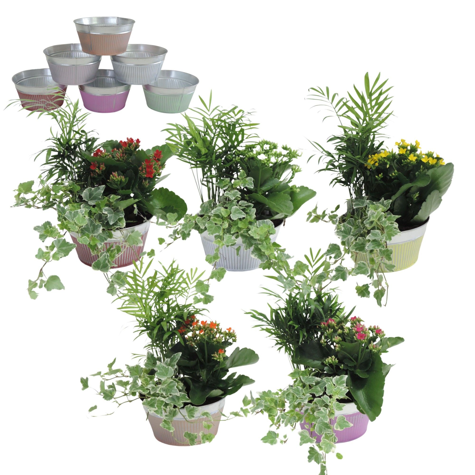 Collectie Floor Arrangement in Schaal 18 cm, D 18