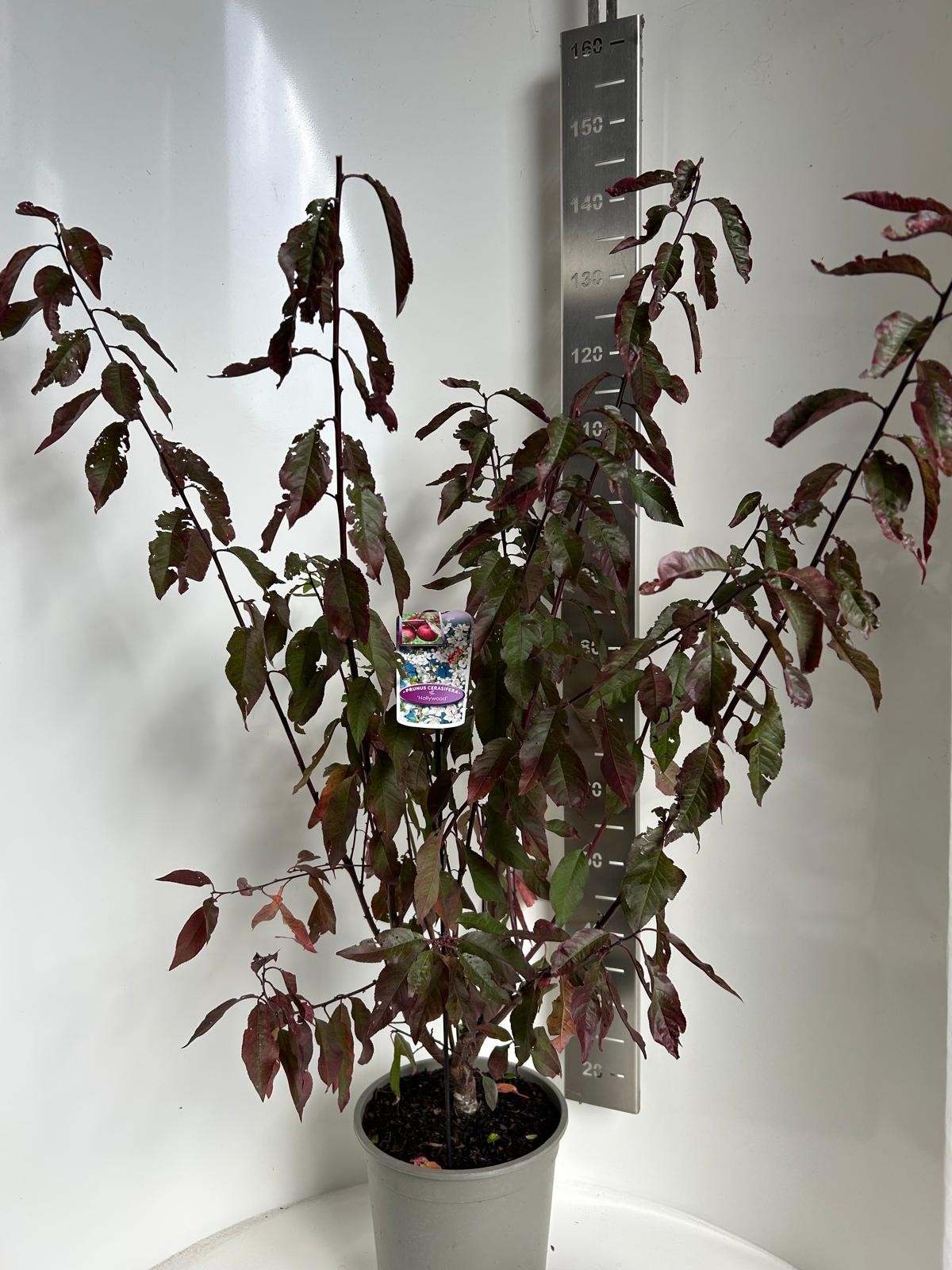 Prunus cer. Hollywood, D 27 cm