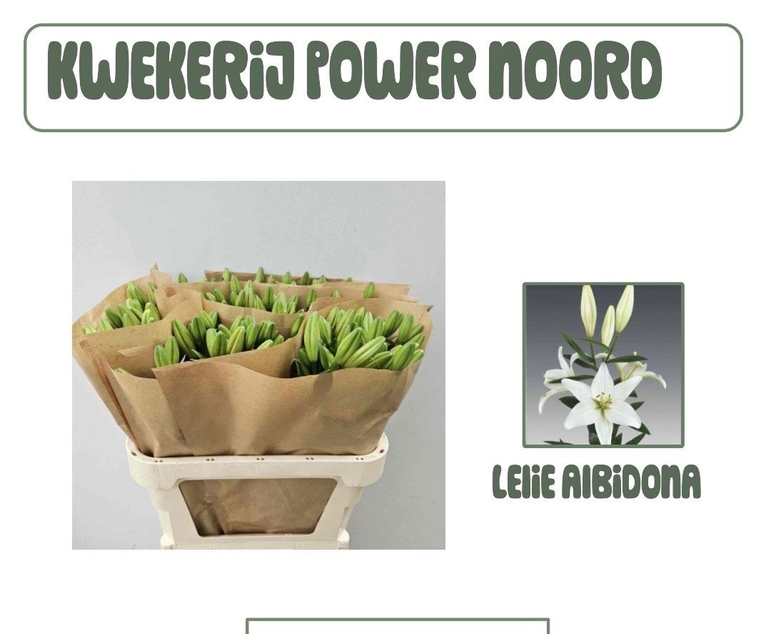 Лилия Альбидона 75, шт.