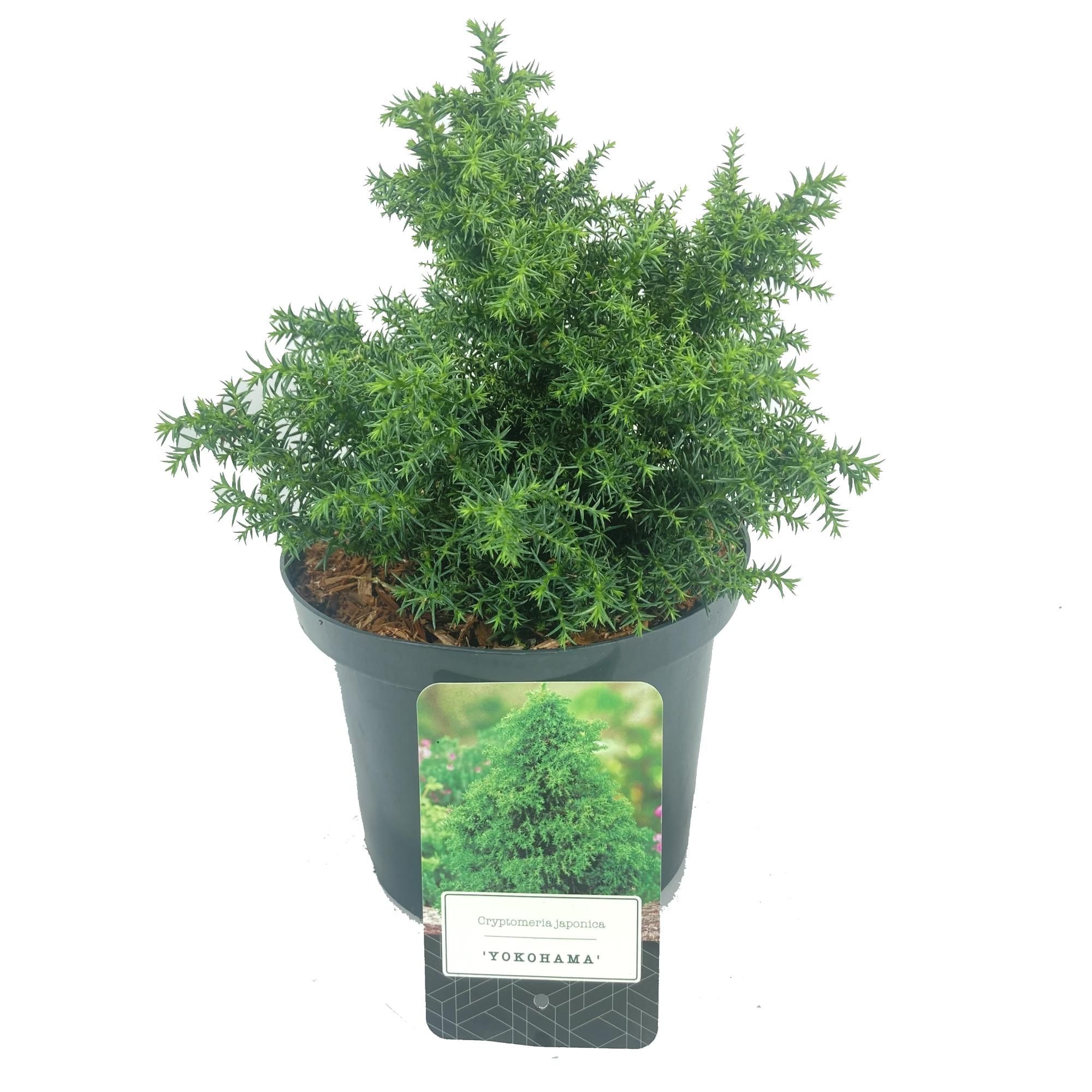 Cryptomeria japonica 'Yokohama', D 18