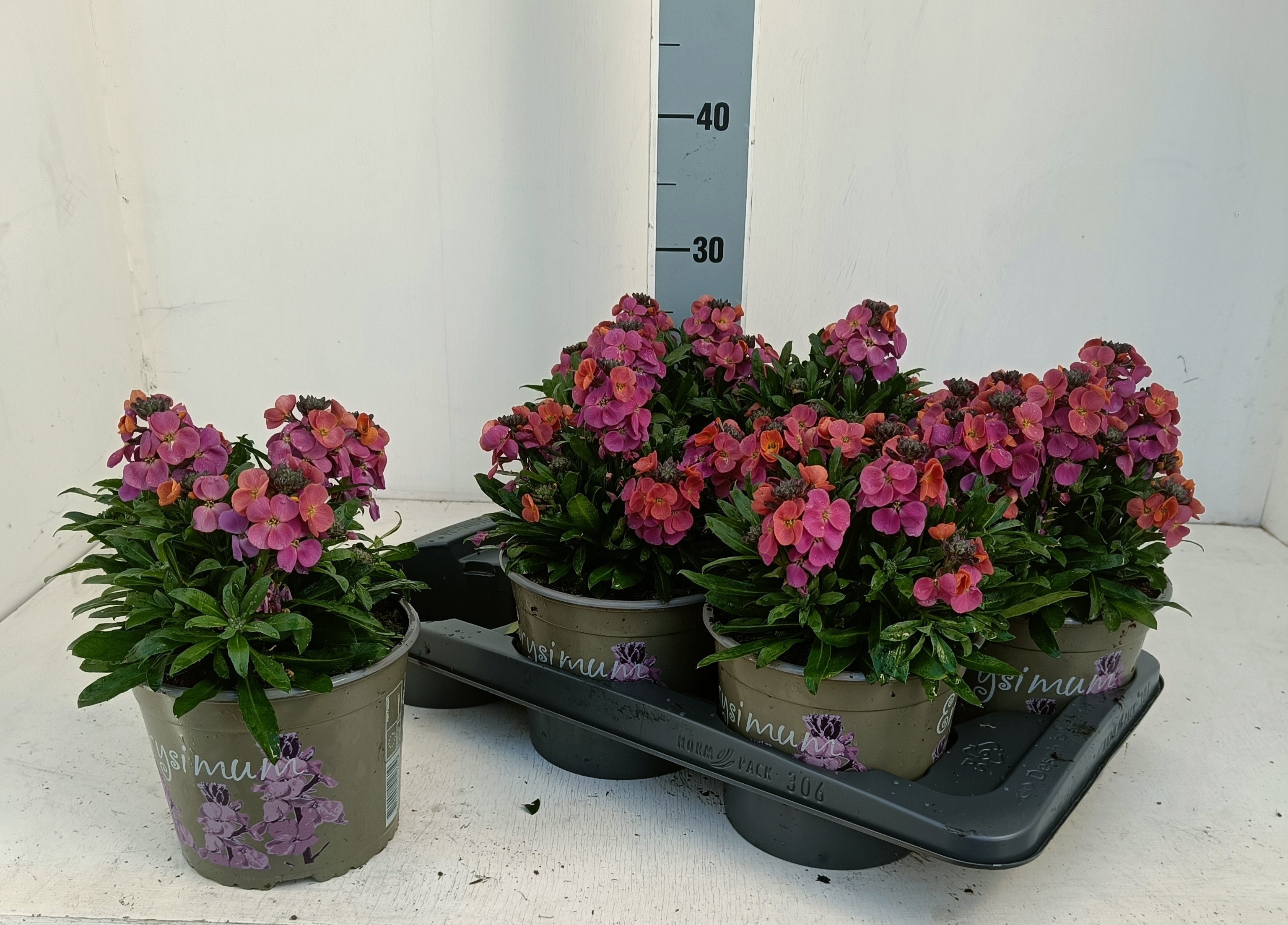 Erysimum linofolium Magenta, D 17