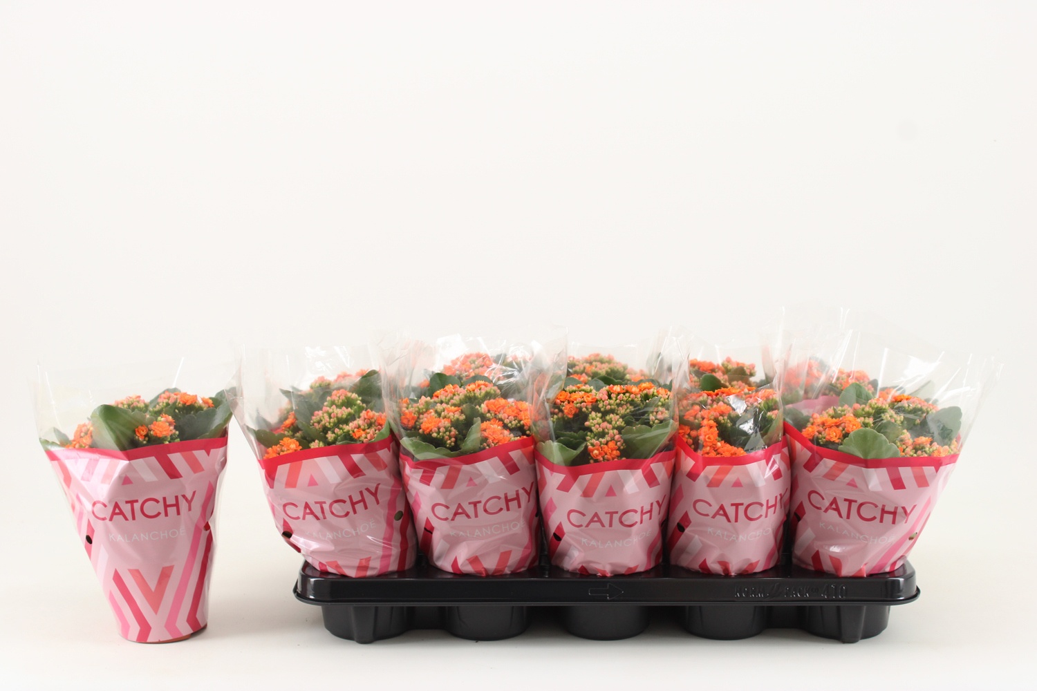 Kalanchoe Double, Catchy Season Orange, D 10,5