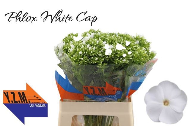 Флокс Вайт Кэп 60 (бел.), шт.