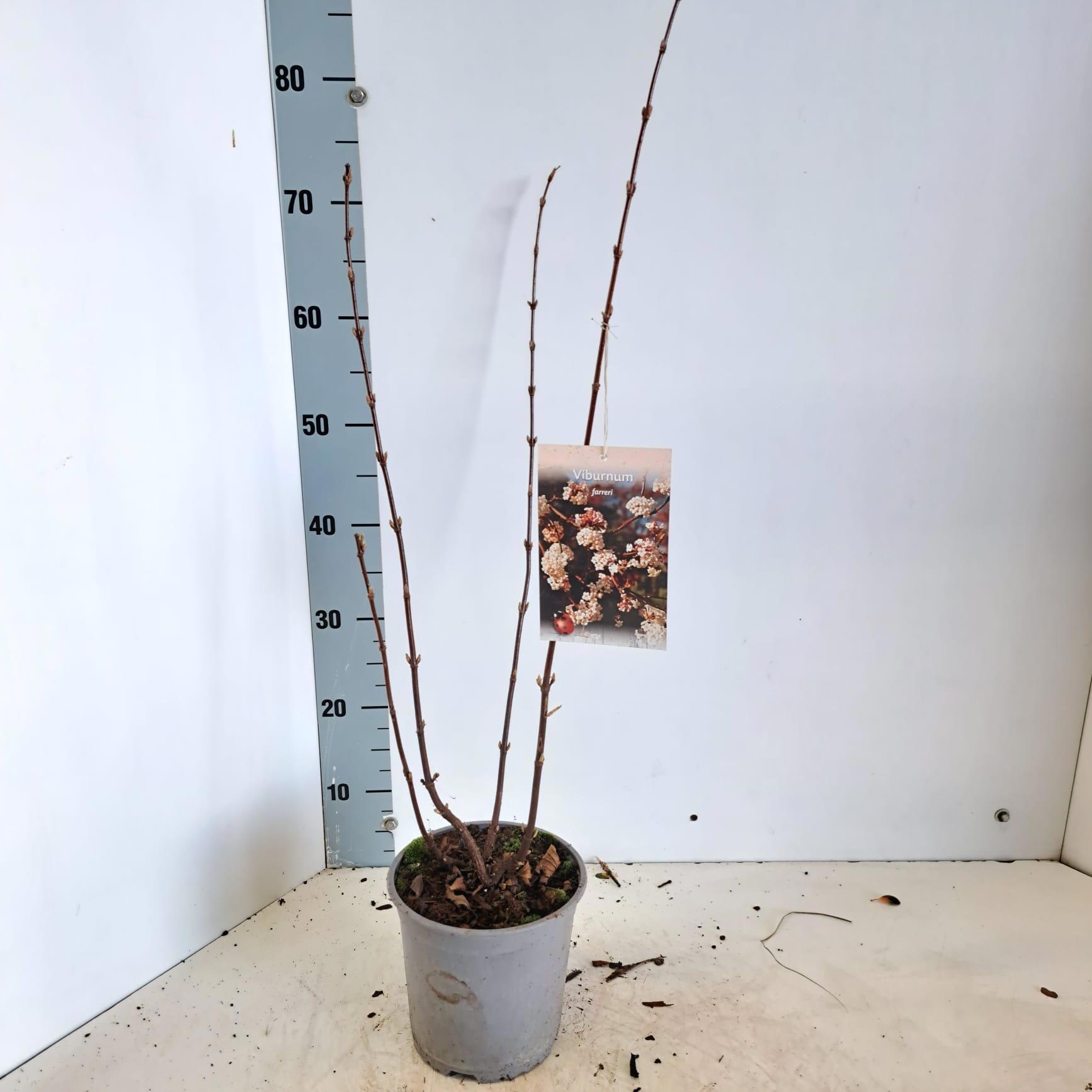 Viburnum farreri, D 17