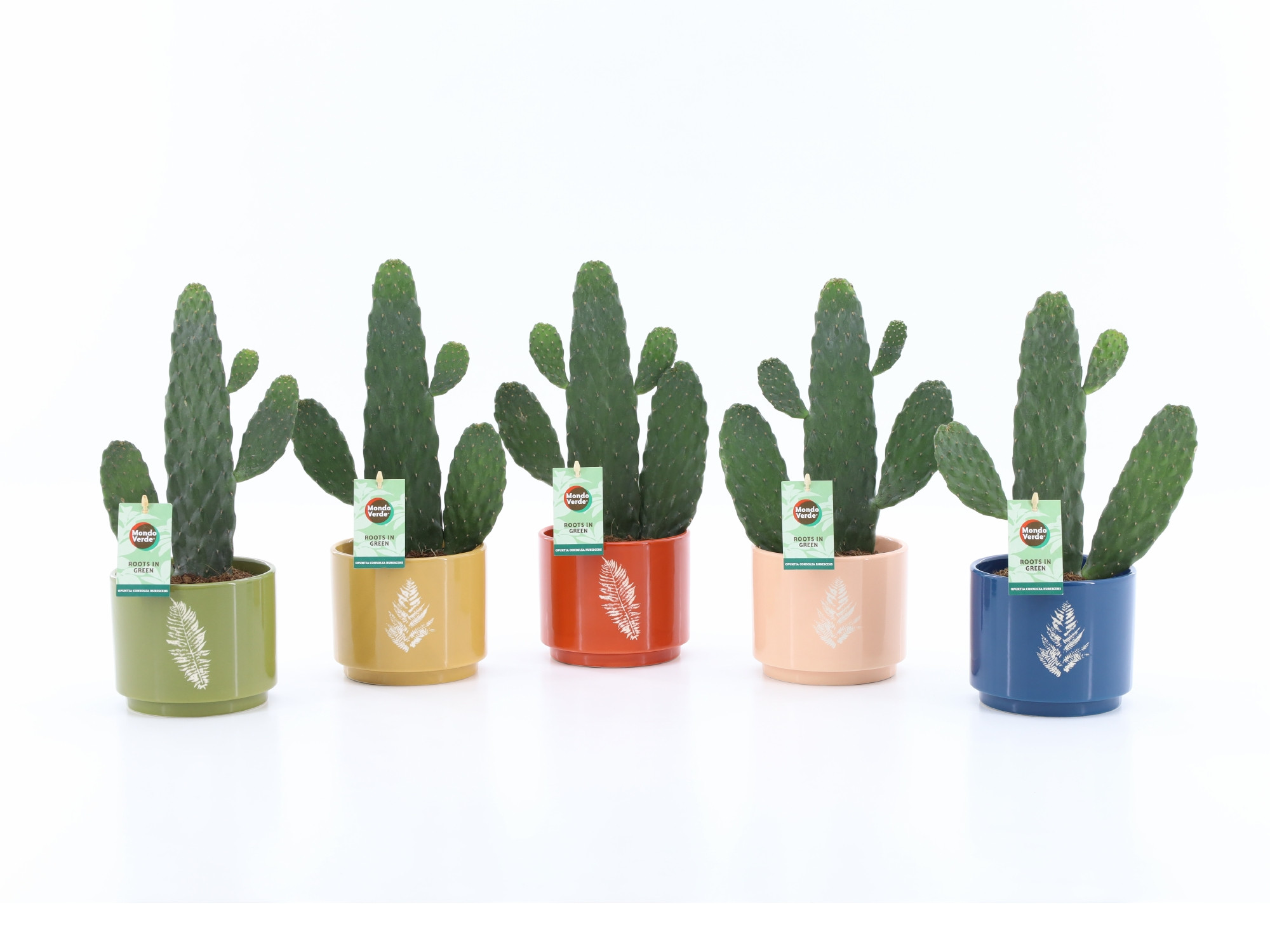 Opuntia rubescens Consolea in Artistique Keramiek, D 13