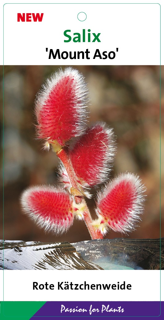 Salix grac. 'Mount Aso' 60CMSTC4, D 21 cm
