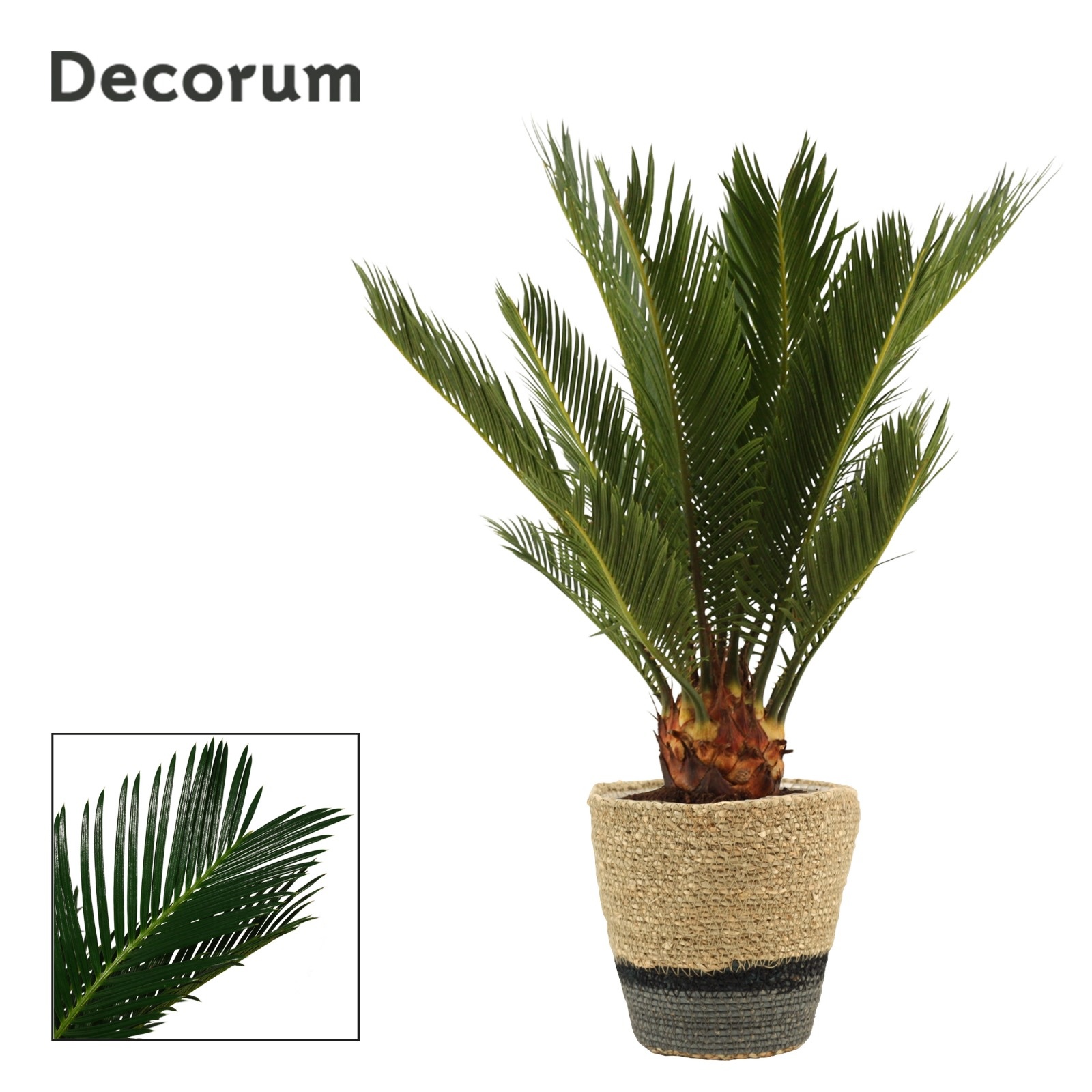 Cycas Revoluta 12 cm Decorum , 6+ veren in Hanoi mand grijs, D 12