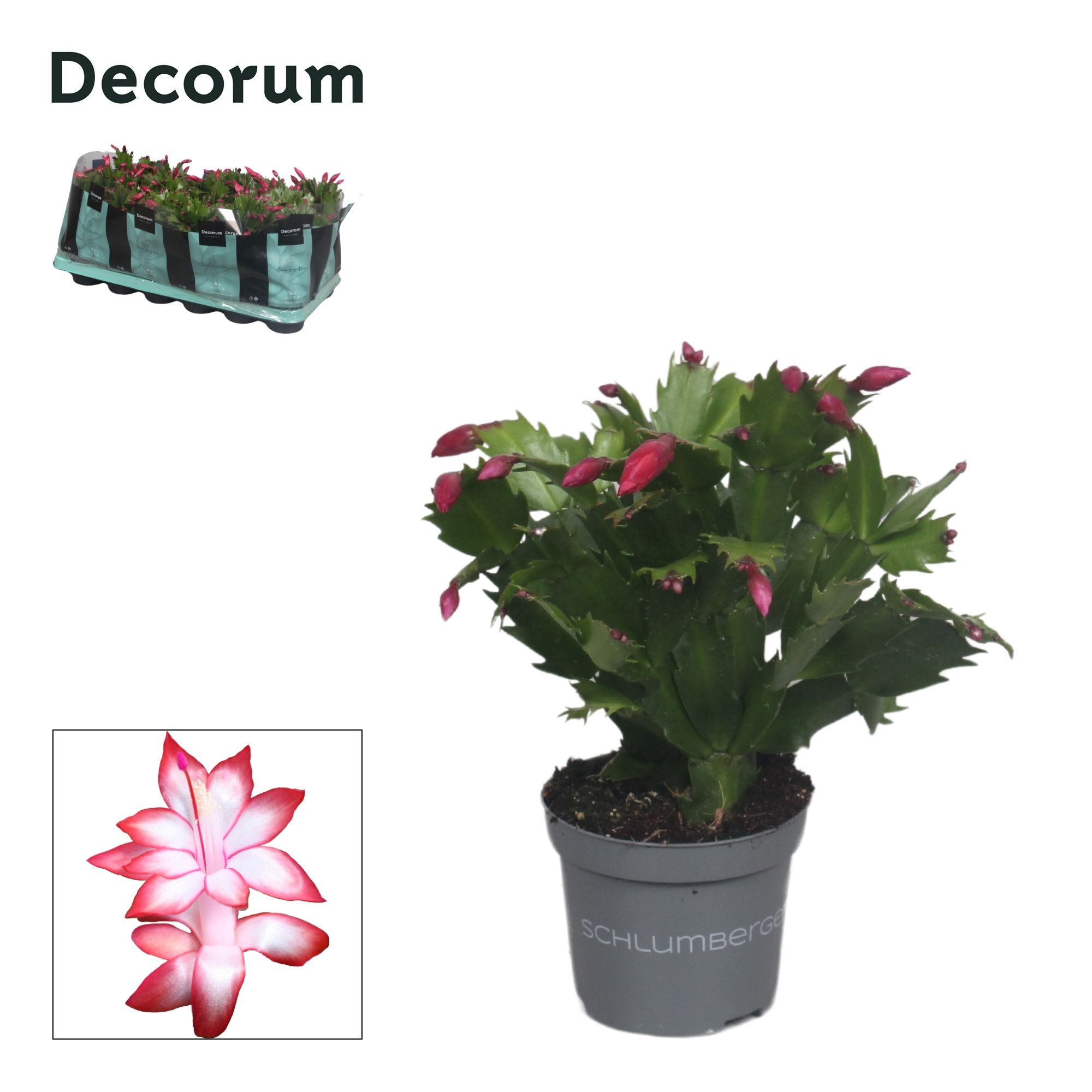 Schlumbergera - 9 cm - Red (Exotic) - Decorum, D 9
