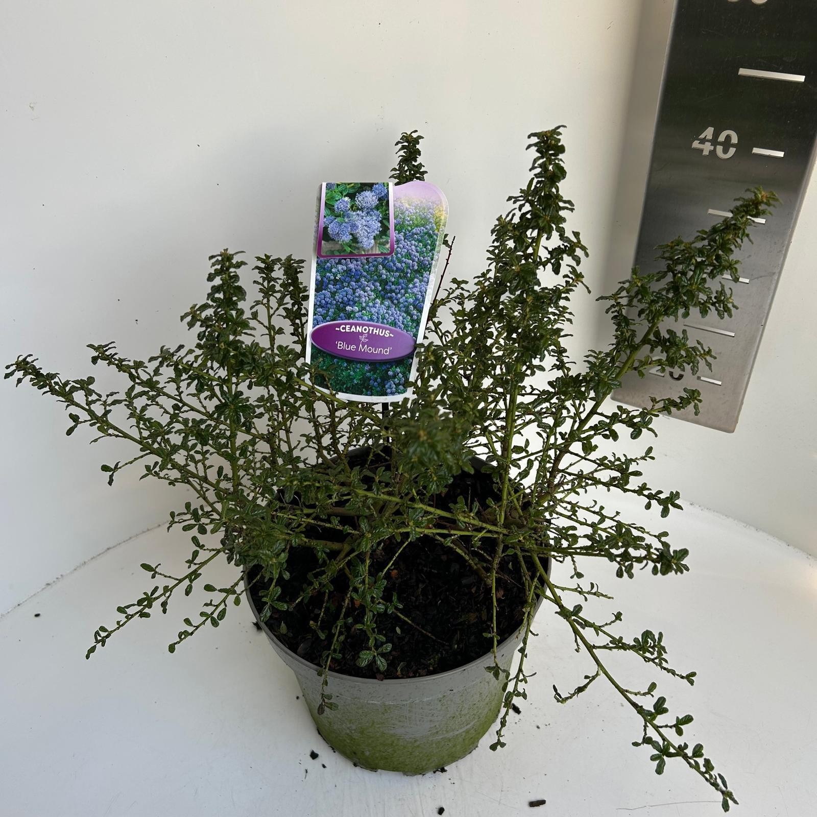 Ceanothus Blue Mound, D 23