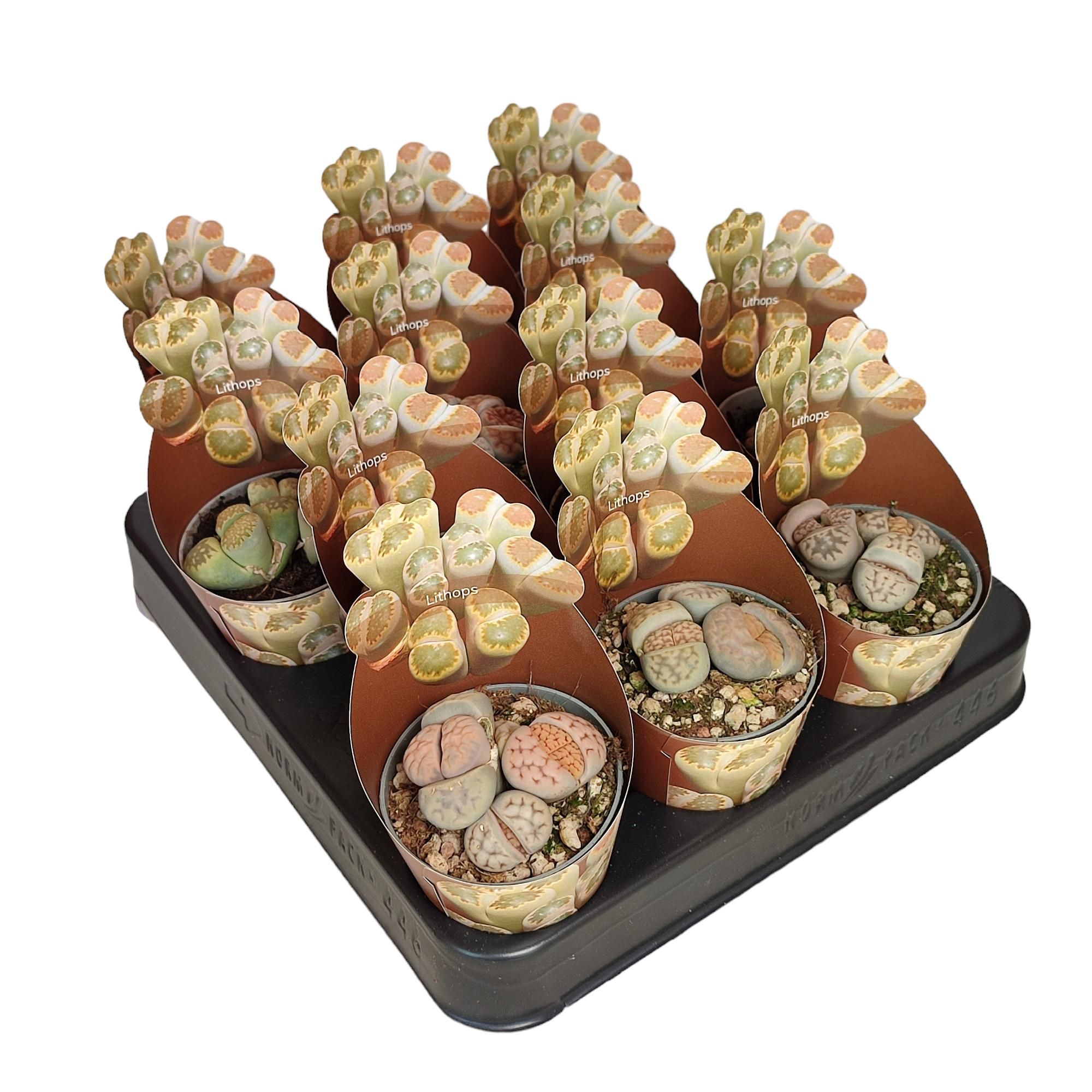 LITHOPS SP. - POT Ø 6,5 SHAPED POTCOVER (SUCCULENTEN), D 6,5