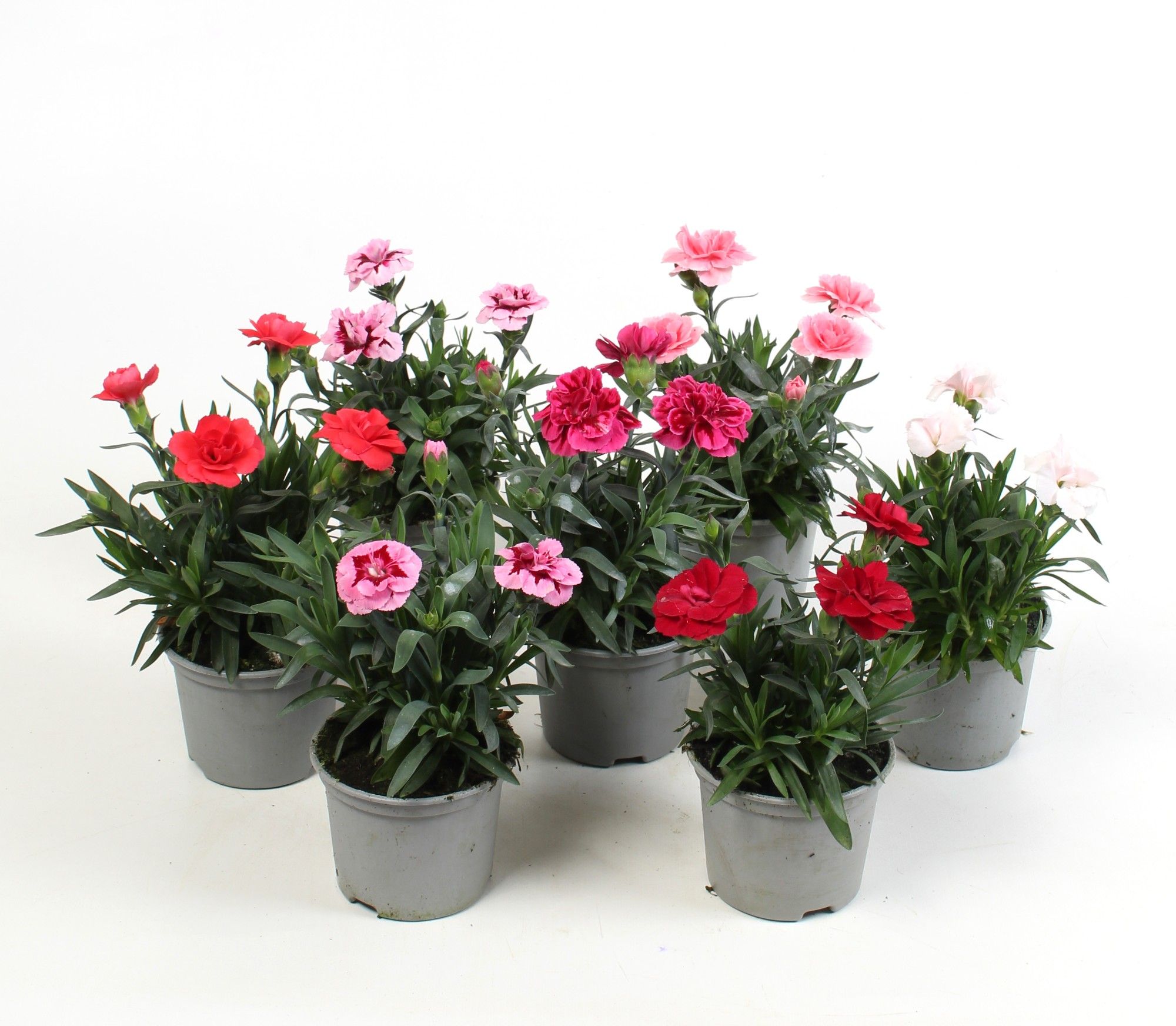 Dianthus mix kar, D 9