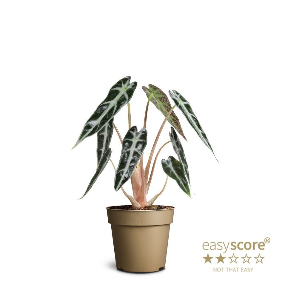 Alocasia ´Bambino´, D 9