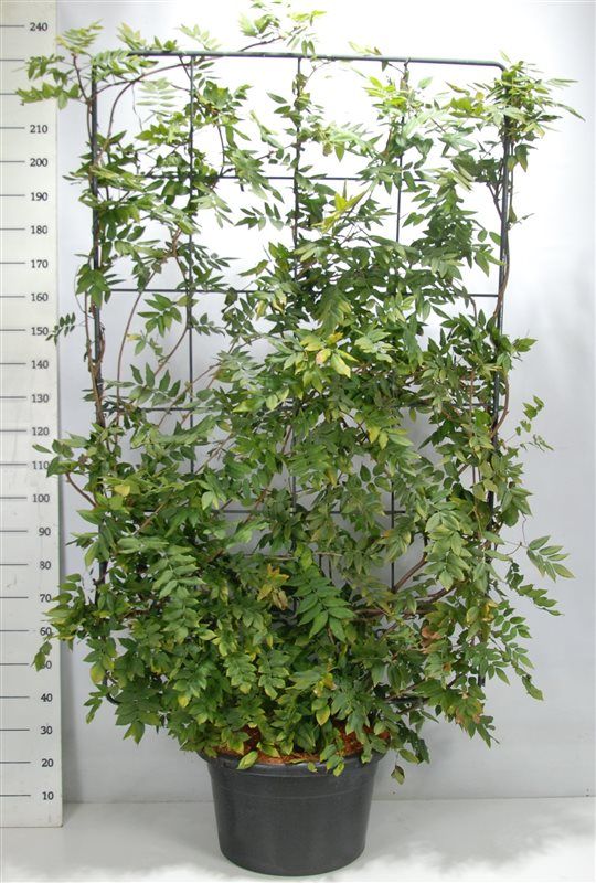 Wisteria brach. 'Yokohama fuji', D 65 cm