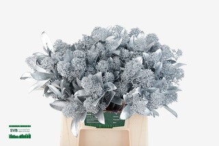 Скимия Овериг крашеный за пучок (краш. ) 40, пуч.