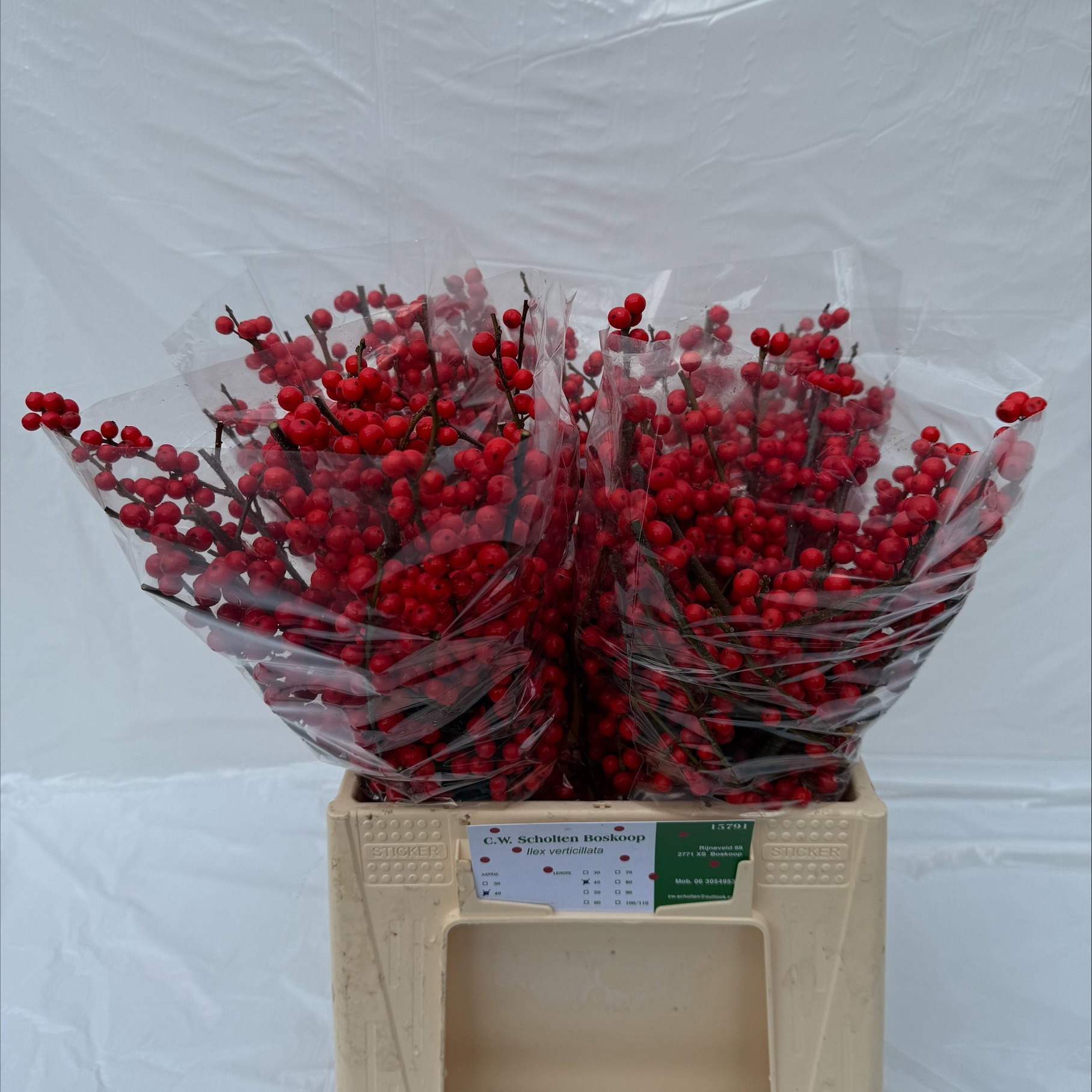 Илекс Красные ягоды 40, шт.